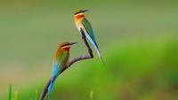 pic for Golden Bee Eater Birds 